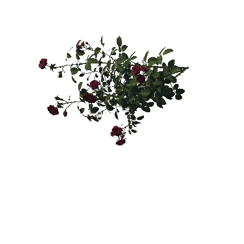 003_rose_bush 1